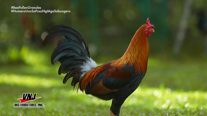 Mga Praktikal na Tips mula kay Doc Nilo Magtibay ng NUM Gamefarm Alamin sa Cockpihan sa Vet ni Juan November 9, 2024